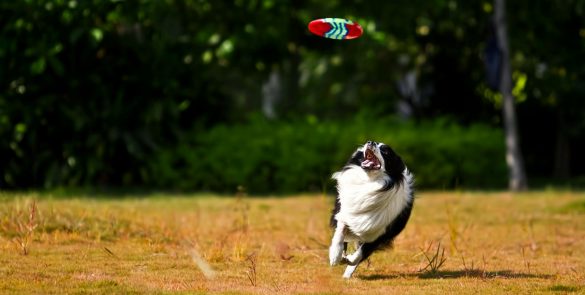 pinole dog park