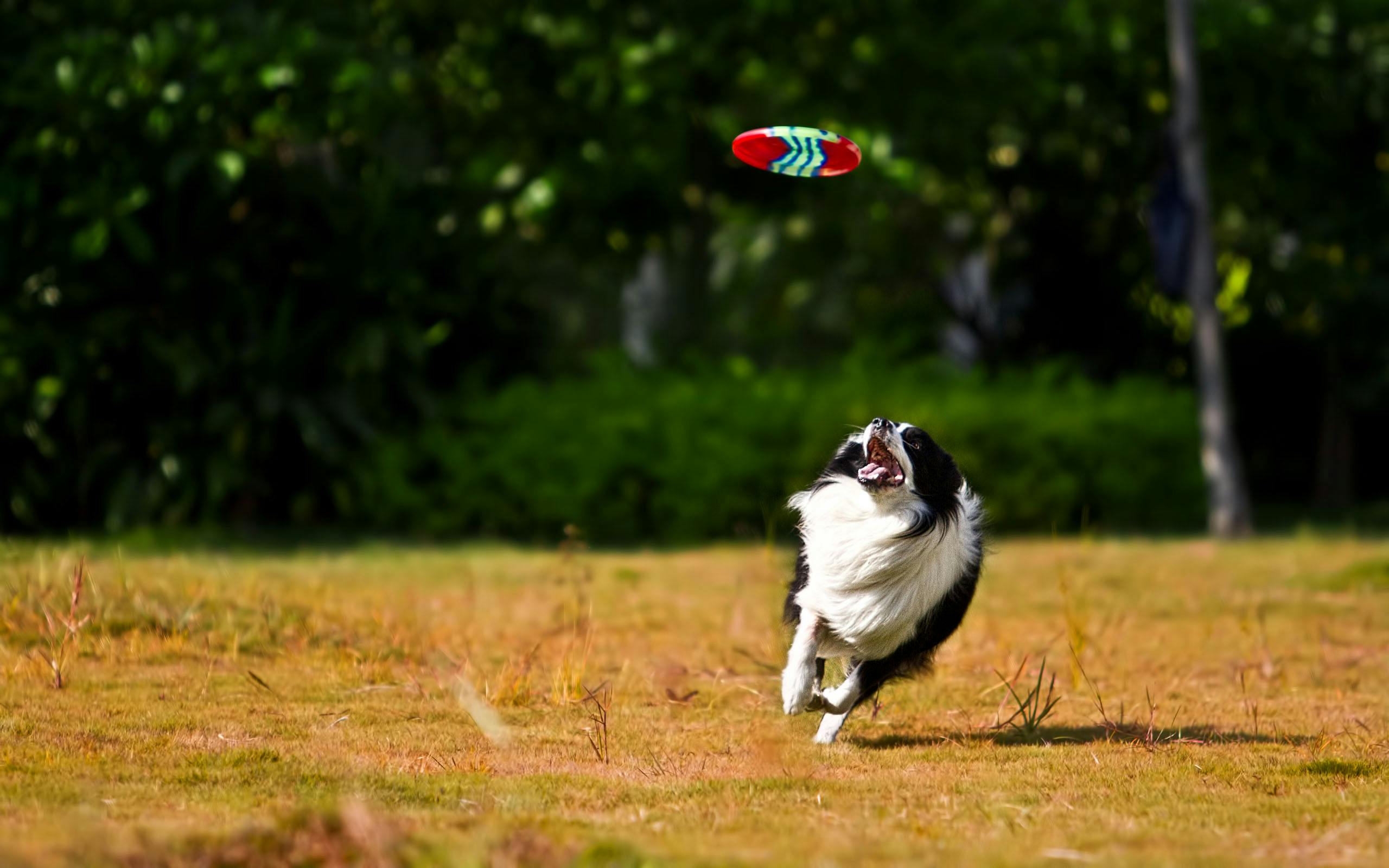 Pinole Dog Park